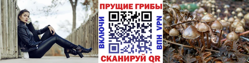 где можно купить   Абинск  Псилоцибиновые грибы ЛСД 